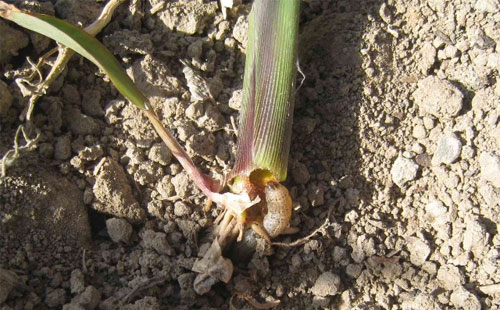 玉米地下害虫防治方法