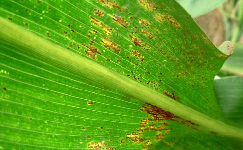 玉米锈病的发生与防治